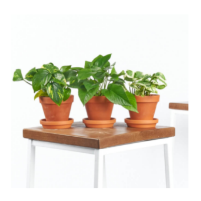 BLOOMSCAPE HOUSE PLANTS - Premium